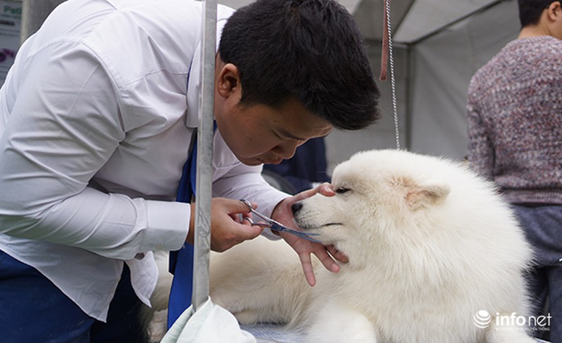 Kỳ công nghề trang điểm cho thú cưng - ảnh 8