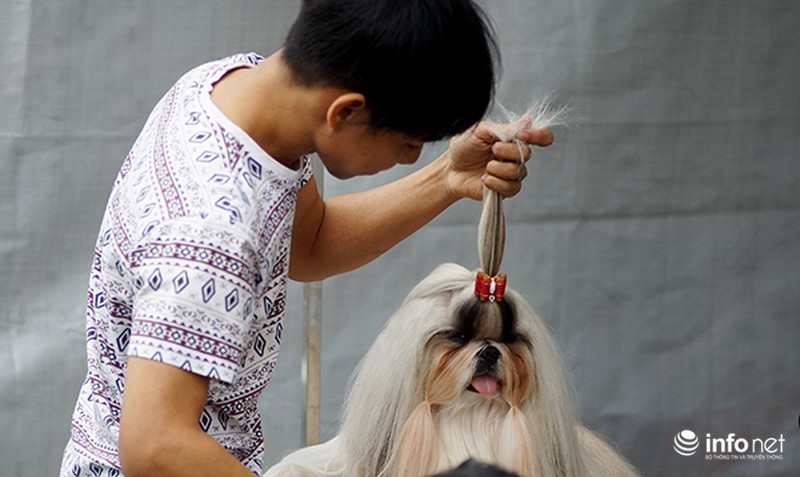 Ngắm nhìn những chú chó đáng yêu tại cuộc thi Chó đẹp 2015 - ảnh 9