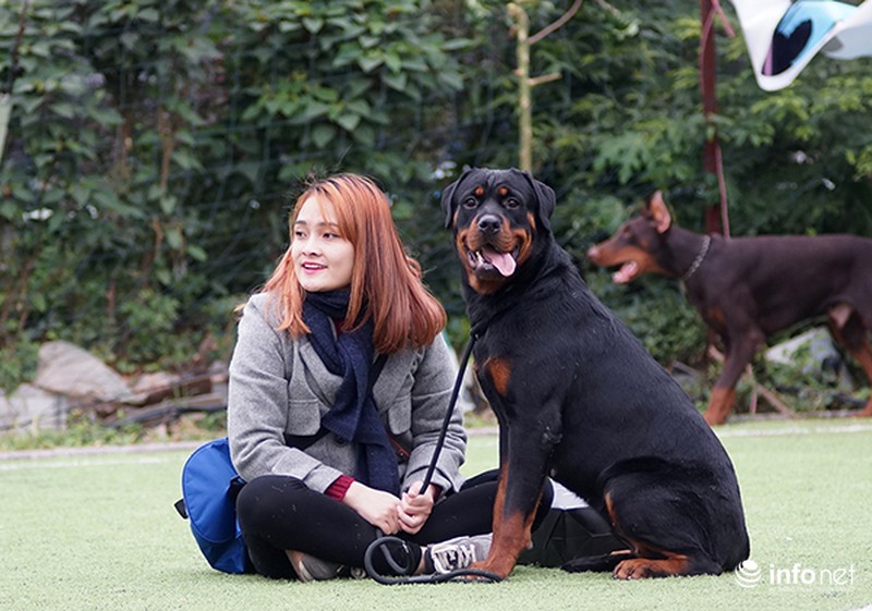 Ngắm nhìn những chú chó đáng yêu tại cuộc thi Chó đẹp 2015 - ảnh 11