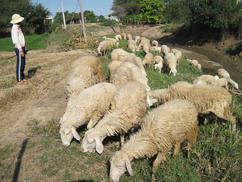 Độc đáo mô hình chăn nuôi cừu ở Ninh Thuận - ảnh 1