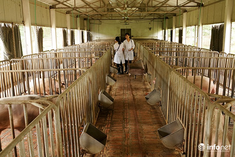 Hà Giang: Tỷ phú trẻ từ chăn nuôi tổng hợp - ảnh 1