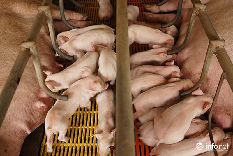 Hà Giang: Giàu nhờ chăn nuôi lợn, gà theo qui mô trang trại - ảnh 1