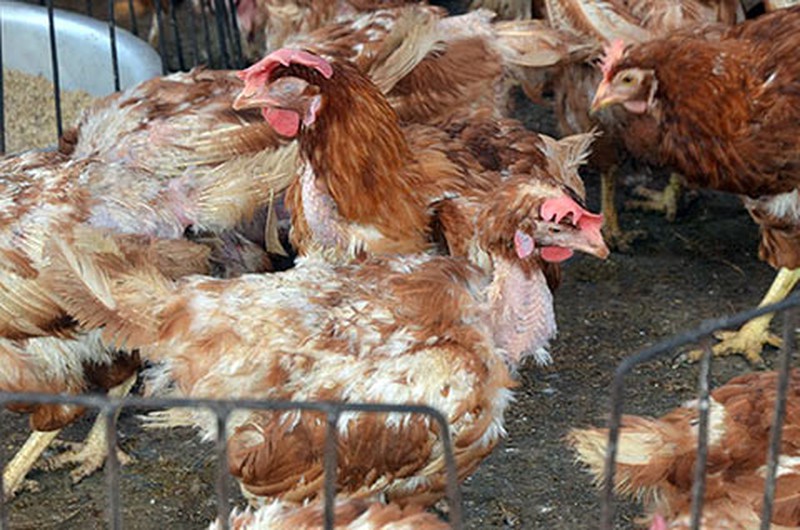Tiêu hủy ổ dịch nhiễm virus cúm A/H5N6 tại Diễn Châu - ảnh 1