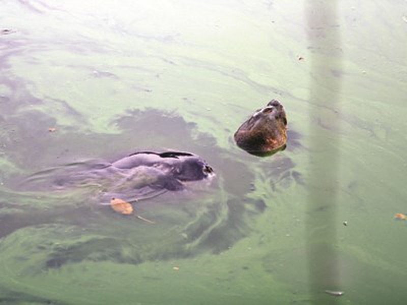 Giống rùa Hoàn Kiếm từng được nhân giống - ảnh 1