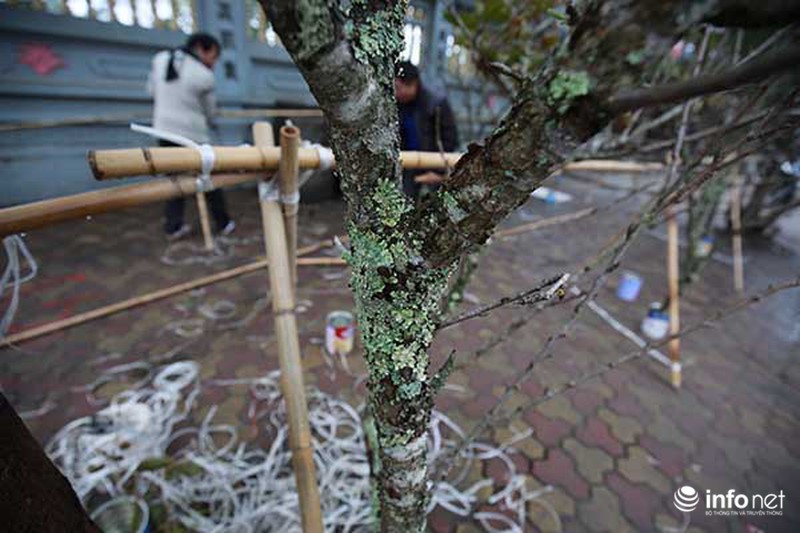 Hoa đào rừng chớm nở dưới phố khi thời tiết vừa nắng ấm - ảnh 1