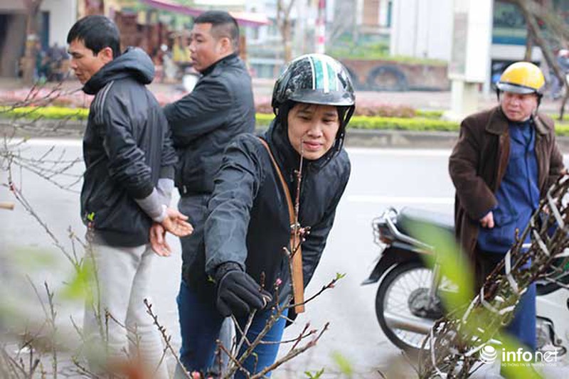 Hoa đào rừng chớm nở dưới phố khi thời tiết vừa nắng ấm - ảnh 2