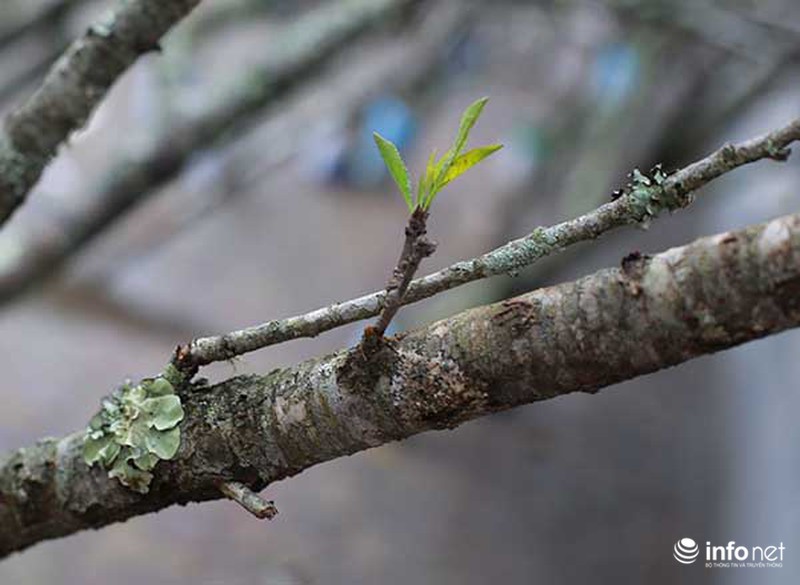 Hoa đào rừng chớm nở dưới phố khi thời tiết vừa nắng ấm - ảnh 3