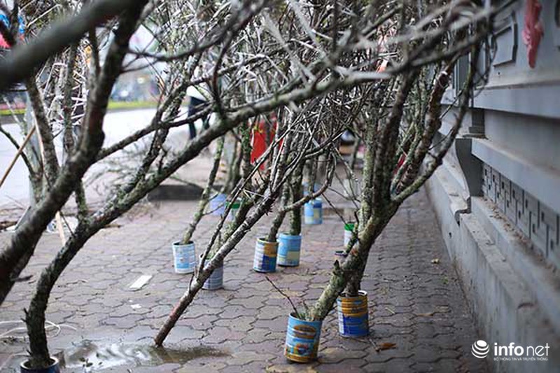 Hoa đào rừng chớm nở dưới phố khi thời tiết vừa nắng ấm - ảnh 4