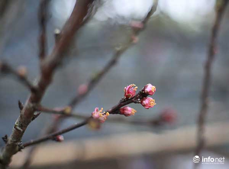 Hoa đào rừng chớm nở dưới phố khi thời tiết vừa nắng ấm - ảnh 5