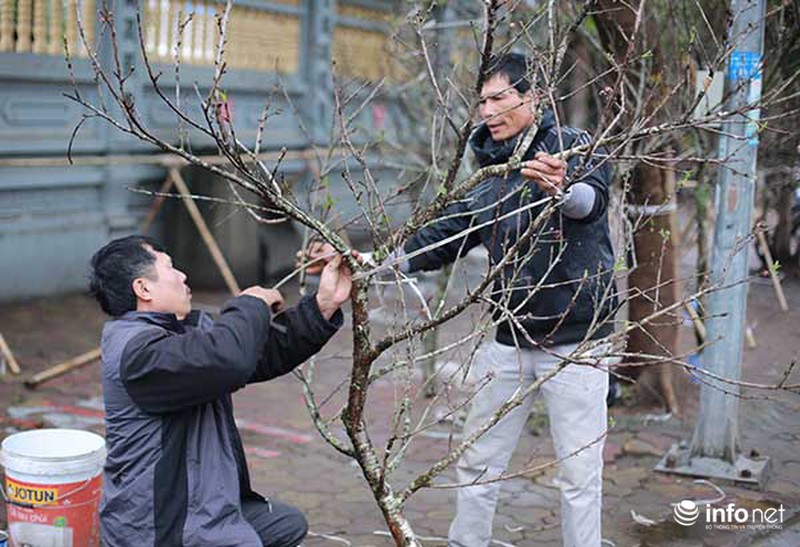 Hoa đào rừng chớm nở dưới phố khi thời tiết vừa nắng ấm - ảnh 6