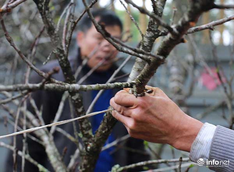 Hoa đào rừng chớm nở dưới phố khi thời tiết vừa nắng ấm - ảnh 7