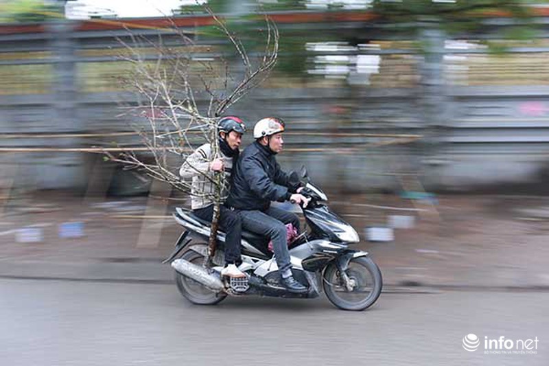 Hoa đào rừng chớm nở dưới phố khi thời tiết vừa nắng ấm - ảnh 8