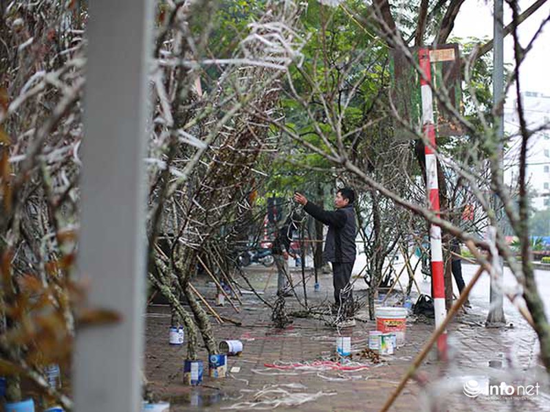 Hoa đào rừng chớm nở dưới phố khi thời tiết vừa nắng ấm - ảnh 9