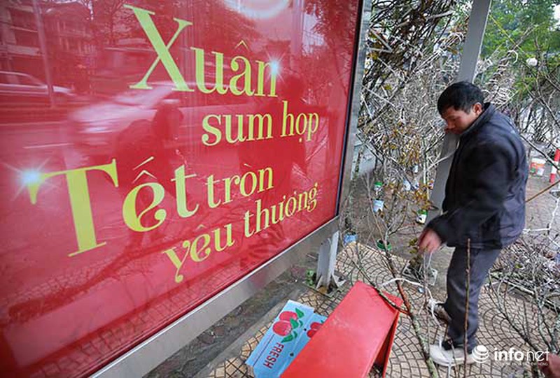 Hoa đào rừng chớm nở dưới phố khi thời tiết vừa nắng ấm - ảnh 10