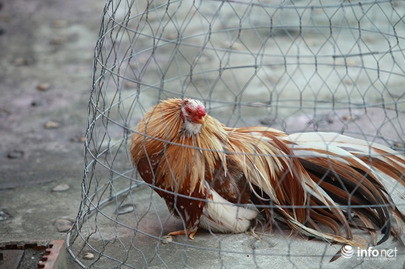 Độc đáo cuộc thi