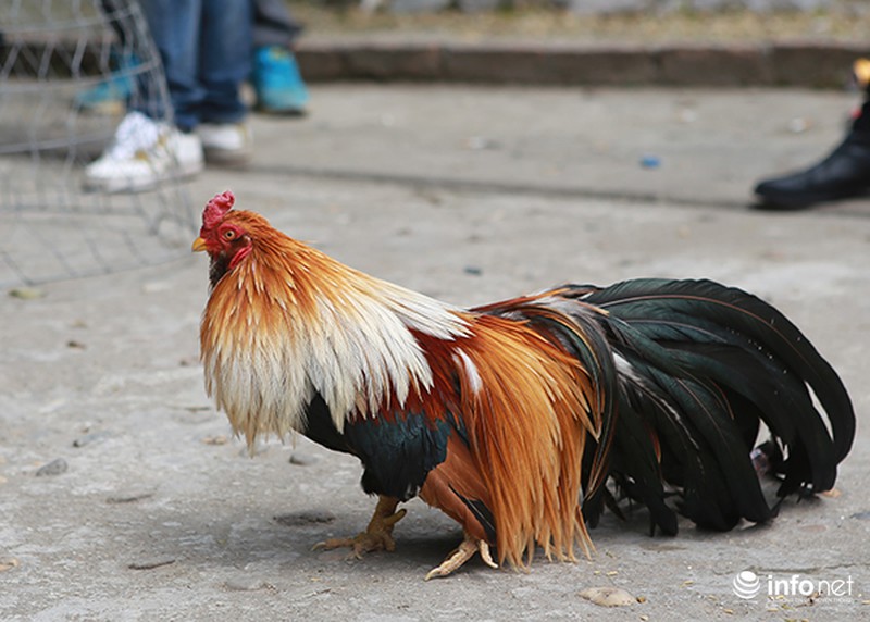 Độc đáo cuộc thi