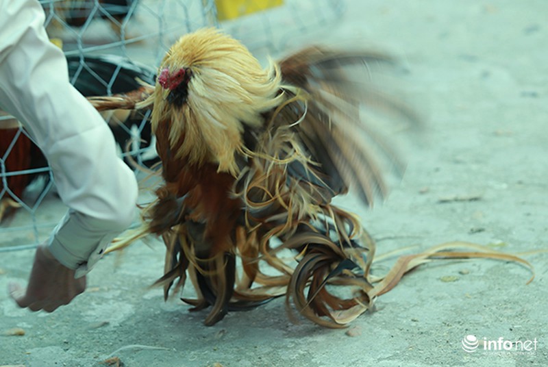 Độc đáo cuộc thi