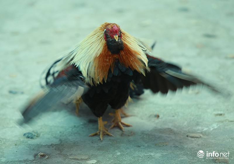 Độc đáo cuộc thi