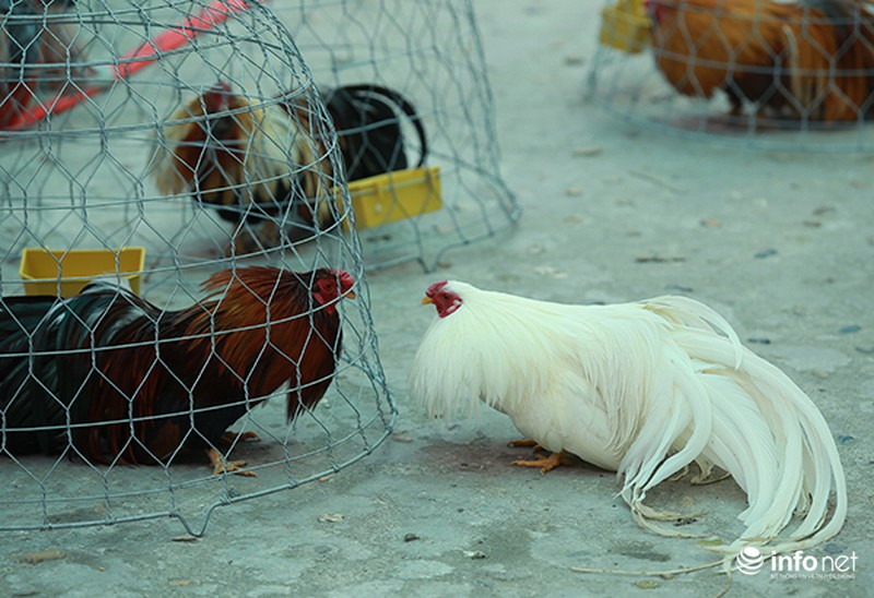 Độc đáo cuộc thi