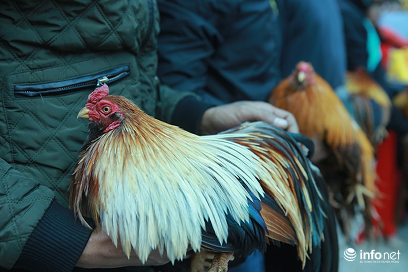 Độc đáo cuộc thi