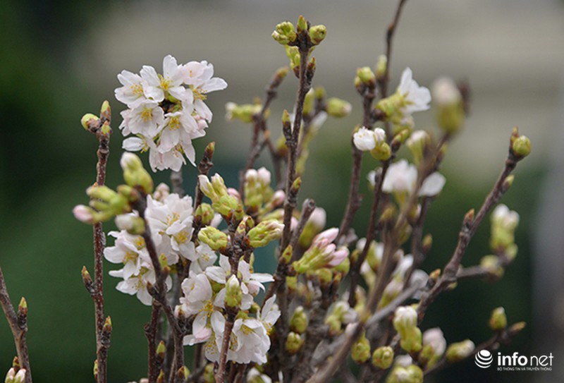 Du khách Nhật Bản bất ngờ khi gặp hoa anh đào tại Hà Nội - ảnh 4