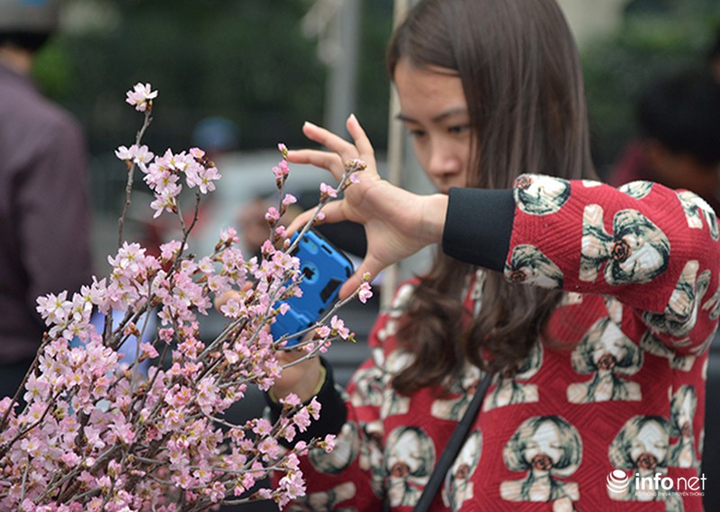 Du khách Nhật Bản bất ngờ khi gặp hoa anh đào tại Hà Nội - ảnh 5