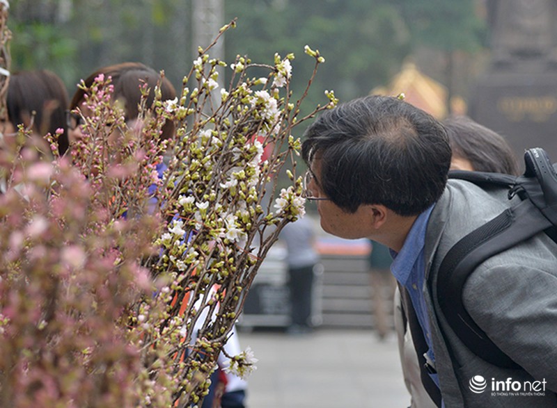 Du khách Nhật Bản bất ngờ khi gặp hoa anh đào tại Hà Nội - ảnh 9