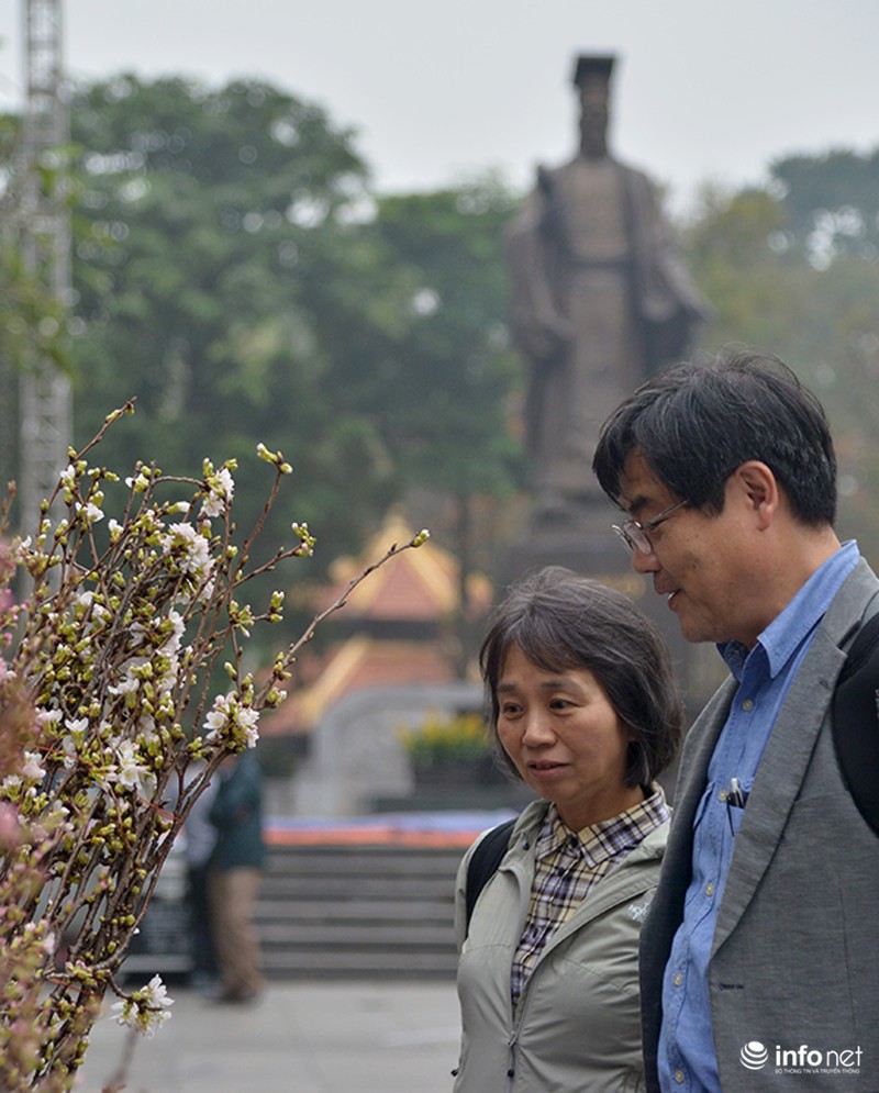 Du khách Nhật Bản bất ngờ khi gặp hoa anh đào tại Hà Nội - ảnh 10