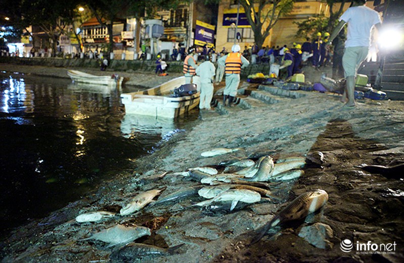 Hé lộ những nghi vấn đầu tiên về nguyên nhân cá chết trắng mặt hồ Hoàng Cầu - ảnh 1