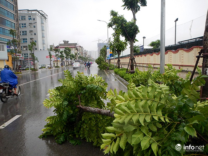 Hà Nội tan hoang sau bão số 1 - ảnh 6