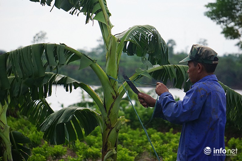 Vựa chuối lớn nhất miền Bắc bị tàn phá sau bão - ảnh 5