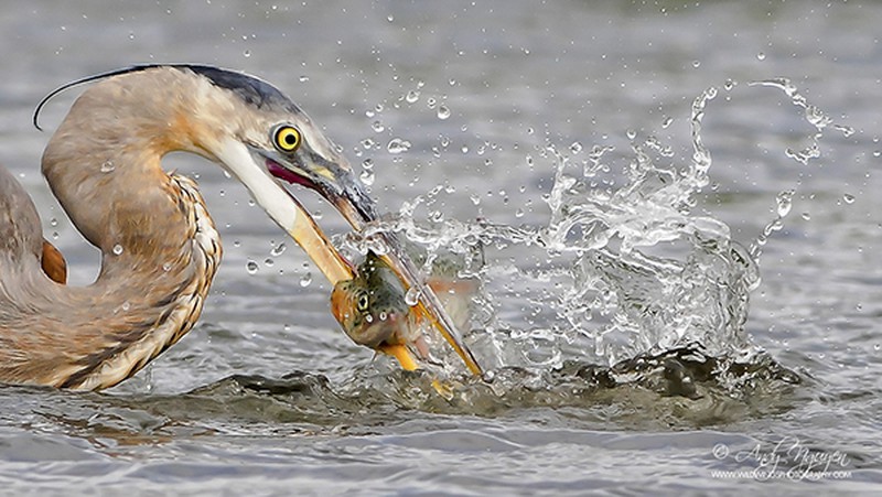 Những bức ảnh động vật tuyệt đẹp của 2 nhiếp ảnh gia gốc Việt - ảnh 2