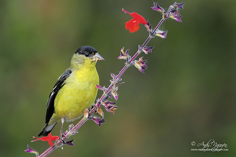 Những bức ảnh động vật tuyệt đẹp của 2 nhiếp ảnh gia gốc Việt - ảnh 3
