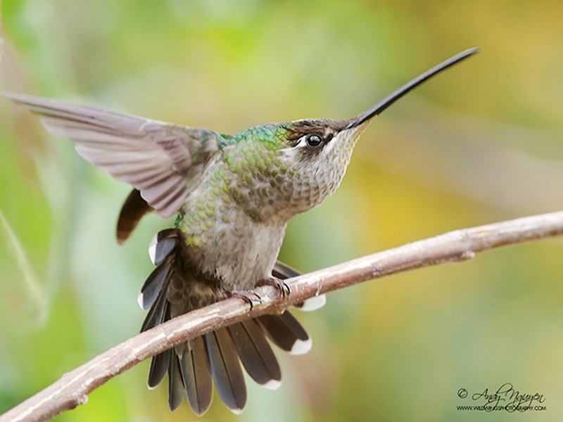 Những bức ảnh động vật tuyệt đẹp của 2 nhiếp ảnh gia gốc Việt - ảnh 4