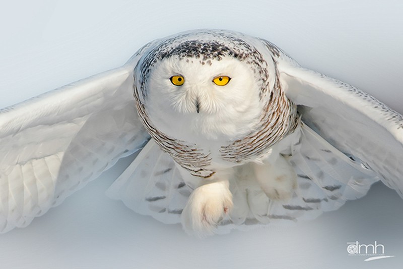 Những bức ảnh động vật tuyệt đẹp của 2 nhiếp ảnh gia gốc Việt - ảnh 7