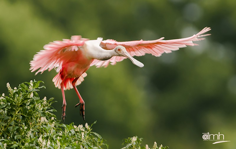 Những bức ảnh động vật tuyệt đẹp của 2 nhiếp ảnh gia gốc Việt - ảnh 9