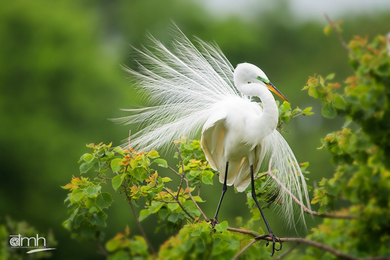 Những bức ảnh động vật tuyệt đẹp của 2 nhiếp ảnh gia gốc Việt - ảnh 11