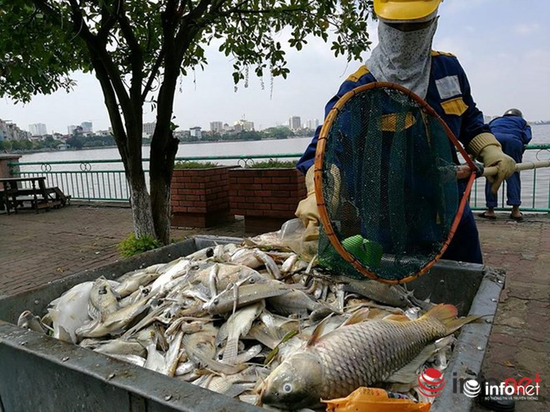 Hồ Tây: 200 tấn cá chết trong 3 ngày - ảnh 1