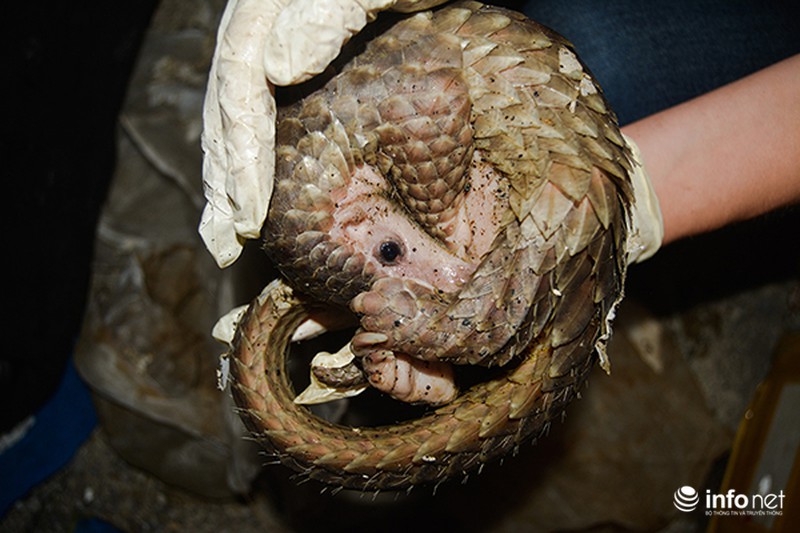 Bắt giữ xe ô tô chở số lượng lớn tê tê và rùa - ảnh 3