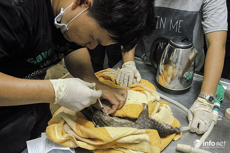 Bắt giữ xe ô tô chở số lượng lớn tê tê và rùa - ảnh 4