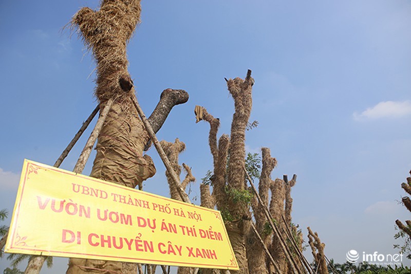 Đã di dời xong hàng cây cổ thụ trên đường Kim Mã - ảnh 6