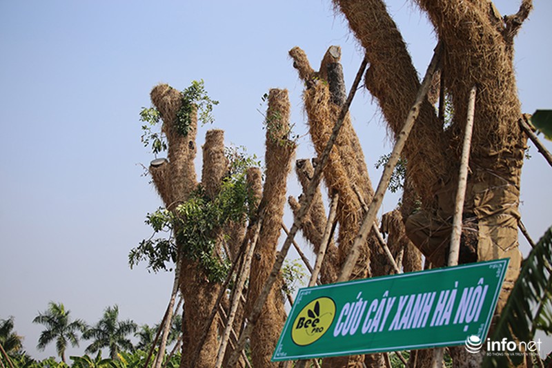 Đã di dời xong hàng cây cổ thụ trên đường Kim Mã - ảnh 7