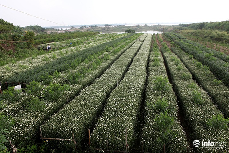 Ngắm cúc họa mi đầu mùa trên phố phường Thủ đô - ảnh 1