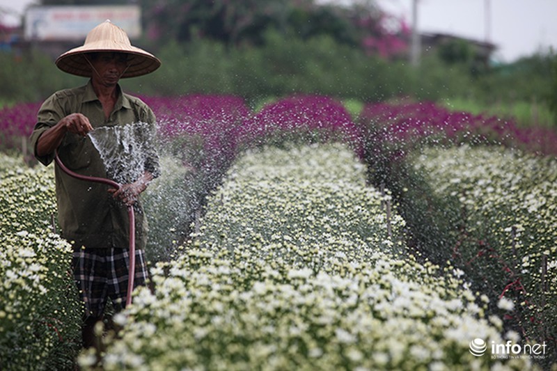 Ngắm cúc họa mi đầu mùa trên phố phường Thủ đô - ảnh 2