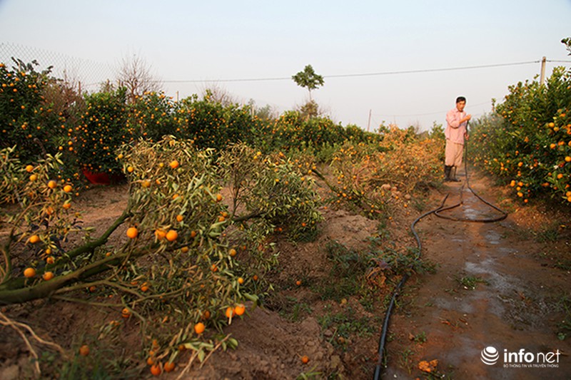 Miền Bắc không có mùa đông, người trồng quất Tứ Liên