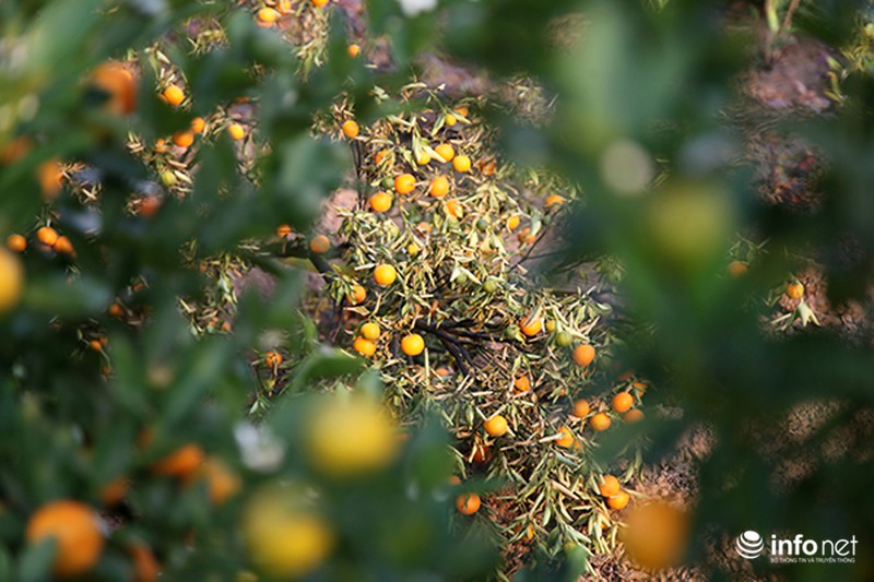 Miền Bắc không có mùa đông, người trồng quất Tứ Liên