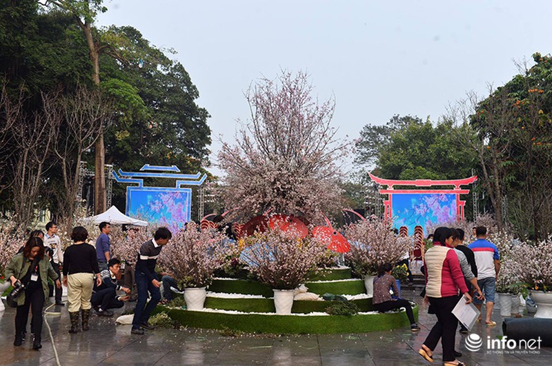 Chưa khai mạc, lễ hội hoa anh đào Nhật Bản đã hút hàng nghìn người Hà Nội - ảnh 1