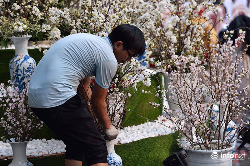 Chưa khai mạc, lễ hội hoa anh đào Nhật Bản đã hút hàng nghìn người Hà Nội - ảnh 2