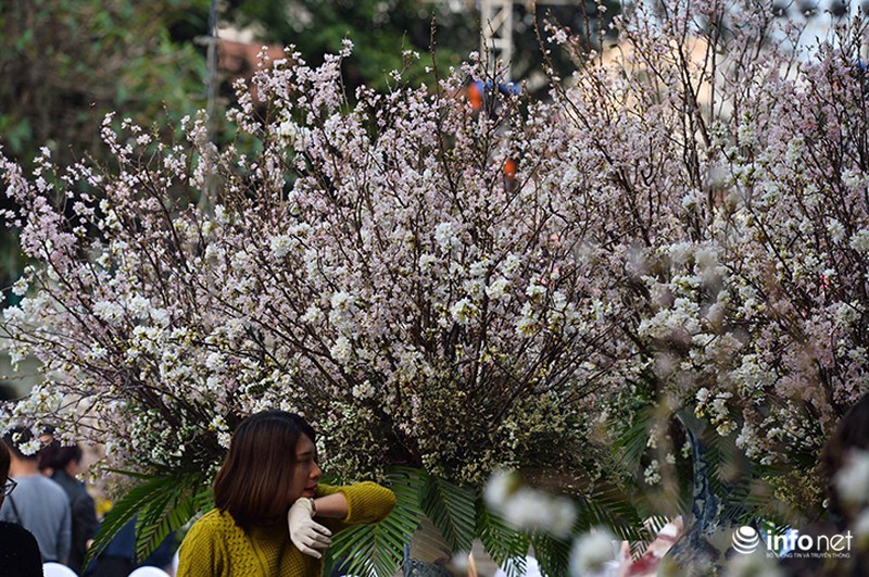 Chưa khai mạc, lễ hội hoa anh đào Nhật Bản đã hút hàng nghìn người Hà Nội - ảnh 4