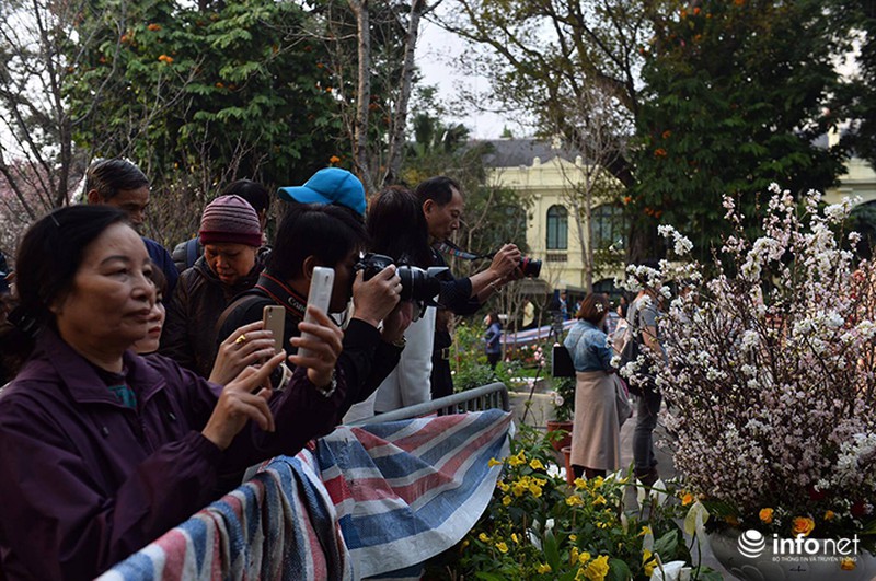 Chưa khai mạc, lễ hội hoa anh đào Nhật Bản đã hút hàng nghìn người Hà Nội - ảnh 5